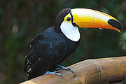 Picture 'Br1_0_01676 Ramphastidae, Toucan, Brazil'